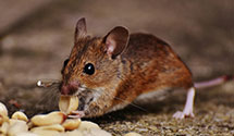 24 Hour & Emergency Exterminators in Lloyd, MT